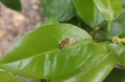 桂林種植柑橘農(nóng)藥技術(shù)指導(dǎo)_砂糖橘怎樣才正宗