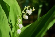柑橘嫁接后多長(zhǎng)時(shí)間才發(fā)芽？影響因素及管理技巧解析