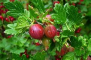 簡陽柑橘苗木：優(yōu)質(zhì)品種推薦與高效種植技巧解析