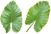 柑橘愛媛幼樹需不需要促花？科學(xué)管理方法與技術(shù)要點(diǎn)解析
