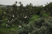 柑橘種植技術(shù)及缺點(diǎn)_柑橘樹形不好產(chǎn)量低品質(zhì)差