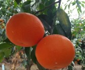 柑橘蓋膜施肥種植技術(shù)_柑橘?；ū９趺醋? title=
