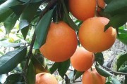 柑橘種植技術品牌_innamorata是什么牌子