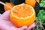 愛媛38號(hào)果凍橙樹苗價(jià)格_是如何種出來的 愛媛38號(hào)果凍橙樹苗價(jià)格_是如何種出來的