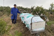 柑橘類病蟲害防治視頻教學_你覺得根本原因是什么