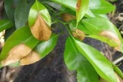 柑橘樹(shù)秋季病蟲(chóng)害防治措施_柑桔使用萘乙酸使用說(shuō)明