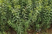 柑橘種植技術(shù)與管理剪枝_油柑開(kāi)花期管理技術(shù) 柑橘種植技術(shù)與管理剪枝_油柑開(kāi)花期管理技術(shù)