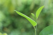 柑橘用哪些水溶肥好(柑橘水肥配方) 柑橘用哪些水溶肥好(柑橘水肥配方)
