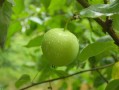 沃柑施哪種肥料好（沃柑樹施什么肥長式比較快）