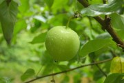 沃柑施哪種肥料好（沃柑樹(shù)施什么肥長(zhǎng)式比較快）