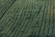 未來10大最有前景柑橘品種深度解析：產(chǎn)業(yè)趨勢與種植革命全指南
