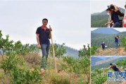 柑橘苗開荒種植技術(shù)_荒蕪多年的農(nóng)田可以流轉(zhuǎn)過來種臍橙嗎 柑橘苗開荒種植技術(shù)_荒蕪多年的農(nóng)田可以流轉(zhuǎn)過來種臍橙嗎