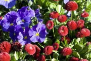 柑橘開花前用什么藥防治紅蜘蛛（柑子樹上的紅蜘蛛用什么農(nóng)藥最好）