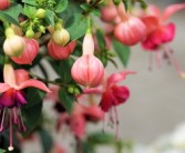 晴姬雜柑缺點(diǎn)深度剖析：果農(nóng)必知的5大種植隱患與應(yīng)對方案