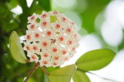 杷杷柑苗哪里買(mǎi)？2023年全國(guó)優(yōu)質(zhì)種植基地直銷(xiāo)渠道推薦
