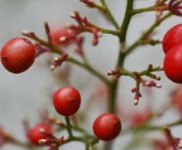 柑果核果漿果瓠果屬什么植物？植物學(xué)分類解析