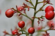 柑果核果漿果瓠果屬什么植物？植物學(xué)分類(lèi)解析