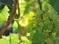 川金5號(hào)柑橘新品種海拔要求多少？適宜種植區(qū)域與栽培要點(diǎn)解析