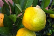 楊柳鋪柑橘種植技術(shù)視頻_為什么柑橘種植面積多了就出現(xiàn)黃龍病 楊柳鋪柑橘種植技術(shù)視頻_為什么柑橘種植面積多了就出現(xiàn)黃龍病