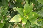 柑橘薊馬病蟲(chóng)害防治_高效氨氰菊酯的使用 柑橘薊馬病蟲(chóng)害防治_高效氨氰菊酯的使用