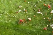 柑橘病蟲害防治用藥表_柑橘剛掛果時(shí)能噴氯氟氰菊酯嗎