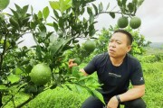 當(dāng)陽半月柑橘種植技術(shù)_椪柑最高產(chǎn)量是哪個國家