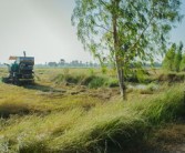 四川平泉荷橋村柑橘基地喜迎豐收，打造鄉(xiāng)村振興特色產(chǎn)業(yè)示范區(qū)