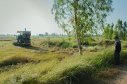 四川平泉荷橋村柑橘基地喜迎豐收，打造鄉(xiāng)村振興特色產(chǎn)業(yè)示范區(qū)