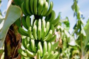 柑橘西瓜種植技術(shù)_橘子怎么擺愛(ài)心 柑橘西瓜種植技術(shù)_橘子怎么擺愛(ài)心