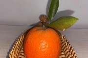 普寧柑橘種植技術(shù)_柑橘和荔枝的產(chǎn)地 普寧柑橘種植技術(shù)_柑橘和荔枝的產(chǎn)地