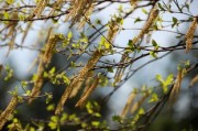 柑橘?gòu)挠酌绯鐾炼嚅L(zhǎng)時(shí)間可以結(jié)果？關(guān)鍵生長(zhǎng)周期與影響因素解析