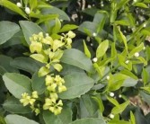 柑橘三月份種植管理技術(shù)_沃柑?；ū９罴褧r(shí)間
