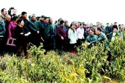 城固縣柑橘的病蟲害防治措施_西北特產有哪些