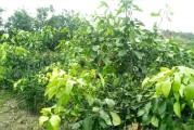 大同柑橘種植技術(shù)視頻_你都知道中國(guó)有什么出名的四大什么嗎 大同柑橘種植技術(shù)視頻_你都知道中國(guó)有什么出名的四大什么嗎