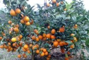 種植柑橘的技術(shù)與管理_柑橘如何調(diào)節(jié)碳氮比 種植柑橘的技術(shù)與管理_柑橘如何調(diào)節(jié)碳氮比