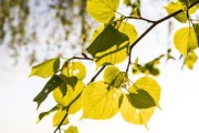 柑樹樹葉發(fā)黃怎么處理？五大病因解析與專業(yè)防治指南