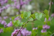 柑桔苗子移栽多長時(shí)間發(fā)芽正常？解析新芽萌發(fā)的關(guān)鍵時(shí)間節(jié)點(diǎn)與管理要點(diǎn)