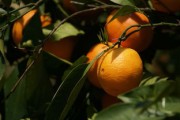 柑橘樹施肥最佳時(shí)間幾月份？關(guān)鍵月份與正確方法解析