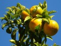 柑橘春季修剪技術(shù)管理（柑橘樹(shù)開(kāi)春修剪視頻）