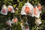 耙耙柑柑橘病蟲害防治技術(shù)_現(xiàn)在栽什么樹