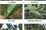 中熟柑橘的病蟲害的時間_柑橘樹幼苗春季應(yīng)預(yù)防那些病蟲害 中熟柑橘的病蟲害的時間_柑橘樹幼苗春季應(yīng)預(yù)防那些病蟲害