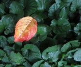 滿天紅柑橘樹苗多少錢一棵（ktv調(diào)聲）