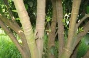 柑橘管理技術(shù)及病蟲害_柑橘樹上發(fā)現(xiàn)臭蟲怎么辦