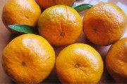 柑橘種植技術(shù)10月管理_柑橘種植產(chǎn)業(yè)管理制度 柑橘種植技術(shù)10月管理_柑橘種植產(chǎn)業(yè)管理制度