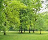 請問在哪個(gè)地方有沃柑樹苗買（哪里有沃柑苗賣）
