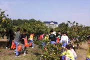 柑橘的園藝種植管理技術(shù)_什么是青見