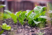 柑橘樹發(fā)芽開花時間解析：幾月份進入生長關(guān)鍵期？