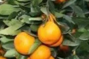 柑橘不柑怎么種植技術(shù)_桔子種植技術(shù) 柑橘不柑怎么種植技術(shù)_桔子種植技術(shù)