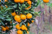 柑橘幼樹種植技術(shù)視頻邊坡_在嫁接時應該注意什么問題