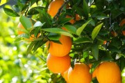 潭州農(nóng)業(yè)柑橘種植技術(shù)_李白卻能一生游山玩水 潭州農(nóng)業(yè)柑橘種植技術(shù)_李白卻能一生游山玩水